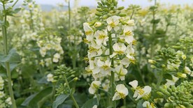 油菜花