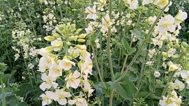 油菜花