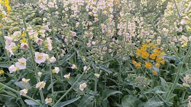 油菜花