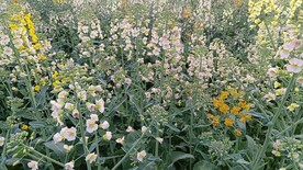油菜花