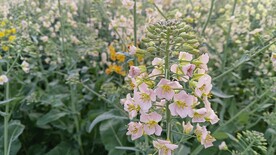 油菜花