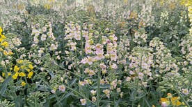 油菜花
