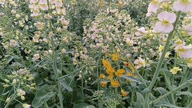 油菜花