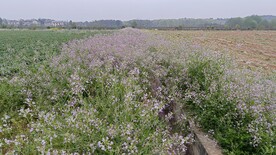 萝卜花