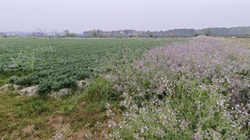 萝卜花