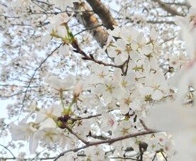 樱花