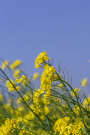 油菜花