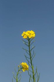 油菜花 小黄花