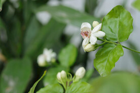茉莉花