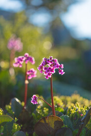 岩白菜 小粉花