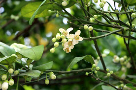 柚子花