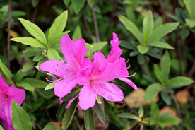 山杜鹃花