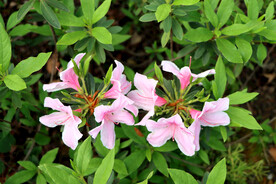粉色杜鹃花