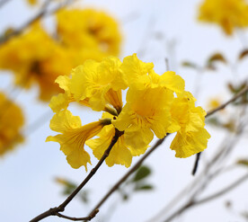 风铃花