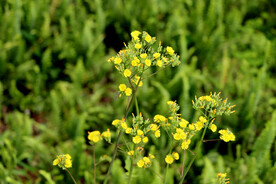 小黄花