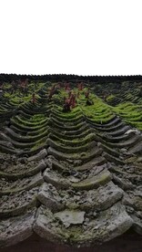 瓦房 青瓦 青苔