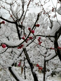 红梅腊梅冬天雪景