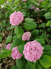 绣球风光