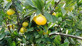 西山桔子蜜桔