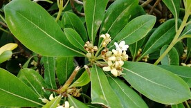 桂花苏州