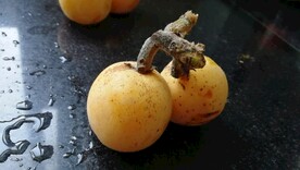 西山枇杷