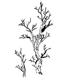 手绘枯树素材