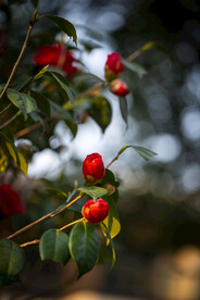 山茶花 鲜花图片