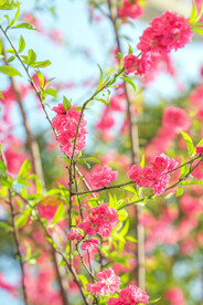 红花碧桃