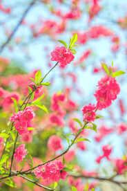 春天的桃花林