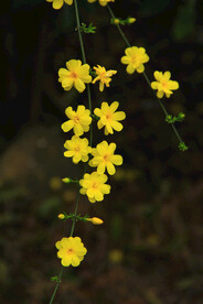 小黄花迎春花