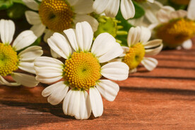 白色的洋甘菊花