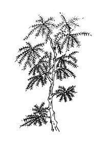 手绘枯树素材