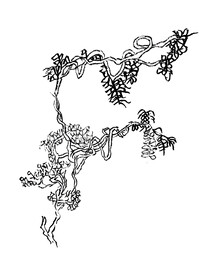 手绘枯树素材