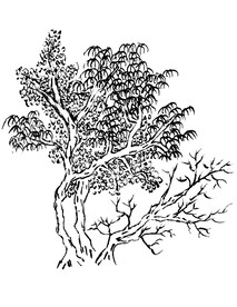 手绘枯树素材