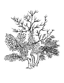 手绘枯树素材