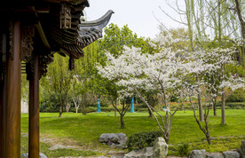 庭院樱花 