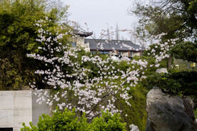 樱花庭院 