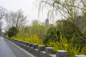 阳春三月 