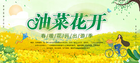 油菜花开