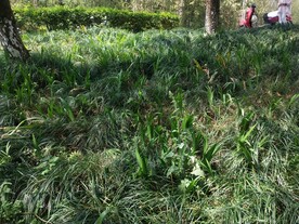 麦冬草 鸭儿花