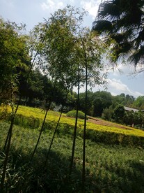 楠竹 景观竹