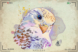 手绘卡通动物图片