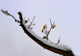 雪映玉兰