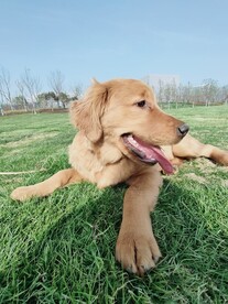 狗  金毛