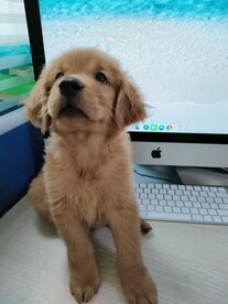 金毛 狗 