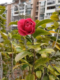 山茶花