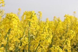 油菜花特写
