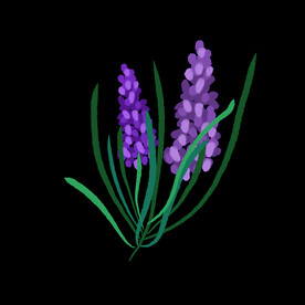 插画小元素薰衣草
