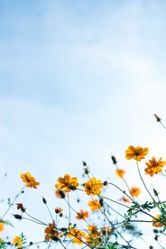 春天野草