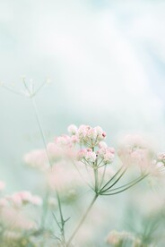 春天壁纸